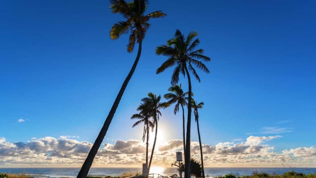 palm trees on the gold coast