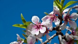 almond oil flowers